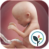 Baby Center: My Pregnancy Today 4.32.0 APK for Android Icon
